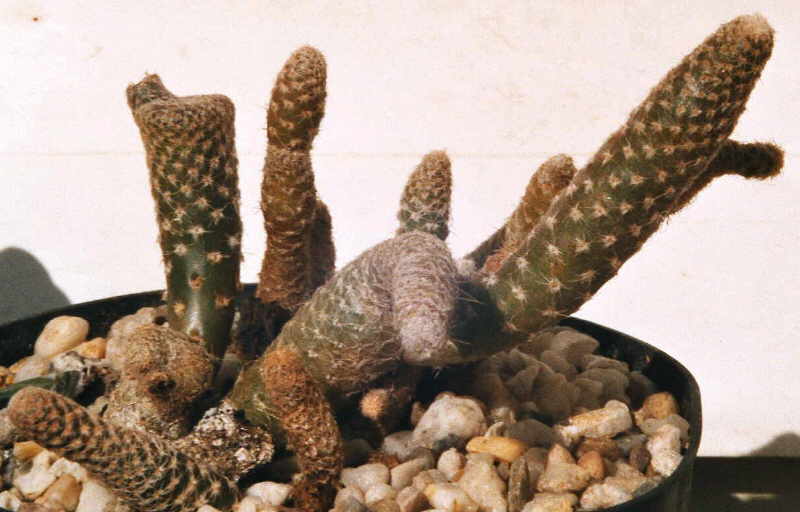 Opuntia clavarioides